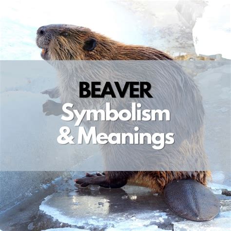 From Riddle to Reality: Unveiling the Story Behind the Beaver Mascot in the New York Times
